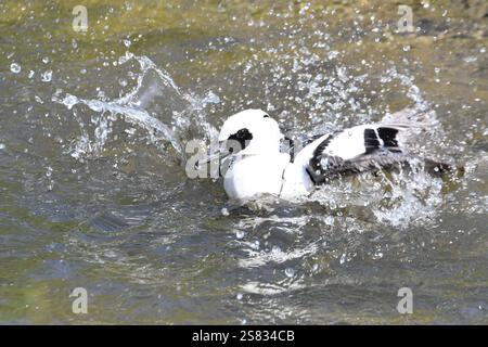 Male smew duck at Slimbridge Wetland Centre, Gloucestershire, England, UK. Cotswolds. Stock Photo