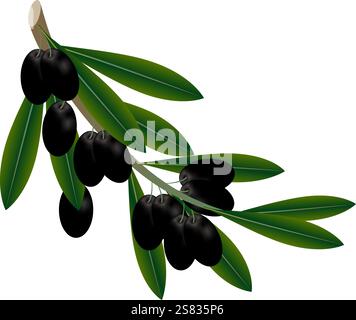 Black olives on a branch. Stock Vector