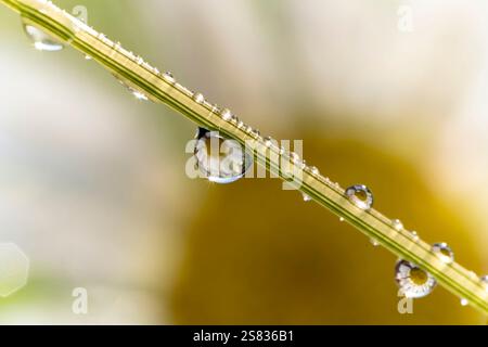 Macro photography of water drops reflecting flowers Stock Photo - Alamy