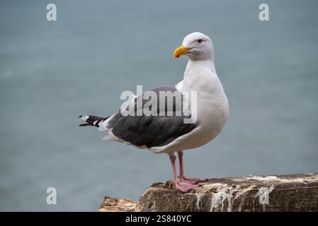 seagull standing on the edge of a cliff by the sea Stock Photo