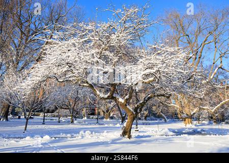 Fresh Fallen Snow on and old tree Stock Photo