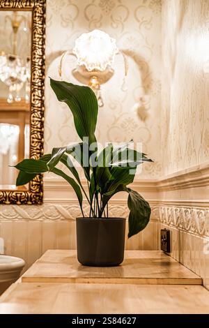 A potted plant with broad green leaves sits on a wooden surface. The background includes patterned wallpaper, a gilded mirror, and a decorative wall s Stock Photo