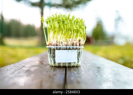 A transparent plastic container with sprouting green plants and visible roots sits on a wooden surface, with trees and grass in the blurred background Stock Photo