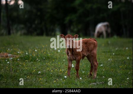 A young brown calf stands in a grassy field with white and yellow wildflowers. A white cow grazes near a forested area with tall trees in the backgrou Stock Photo