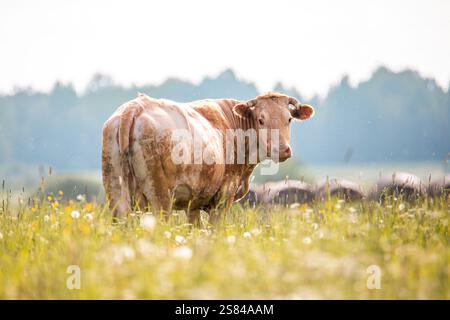 A light brown cow with yellow ear tags stands in a field of wildflowers and tall grass, with a blurred tree line and hazy sky in the background. Stock Photo