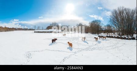 Horses stand in a snowy field with visible hoofprints, a rustic barn, leafless trees, hay bales, and long shadows under a clear blue sky. Stock Photo