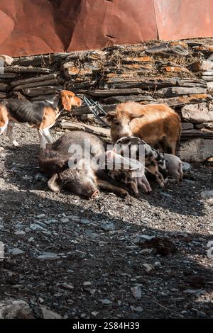 A dog stands near a sow nursing her piglets on rocky ground by a rustic stone wall, with a weathered metal sheet and stacked stones in the background. Stock Photo