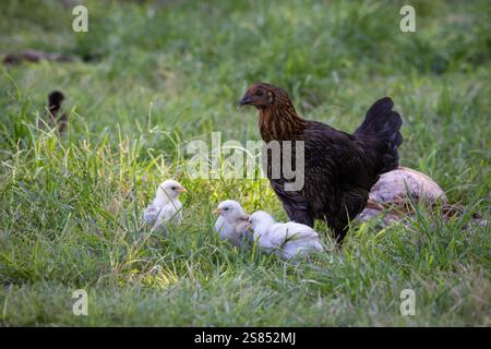 Dark hen with chicks roaming in the wild on Bird Island, Seychelles Stock Photo