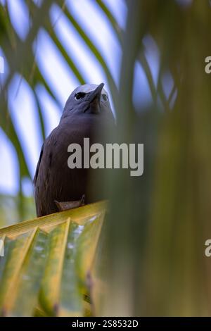 Noddy hiding on a palm tree on Bird Island, Seychelles Stock Photo