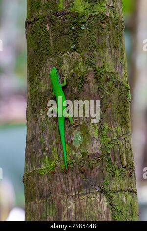 Stripeless day gecko, phelsuma astriata, on palm tree, Seychelles Stock Photo