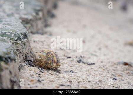 Hermit crab on the beach on La Dique, Seychelles Stock Photo