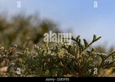 Foliage of Thuja occidentalis covered with hoarfrost in mid January Stock Photo