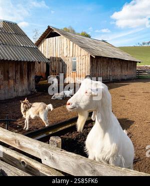 Goats on the farm near wooden fence. Two wooden barns in the background. Farm in hilly countryside. Stock Photo