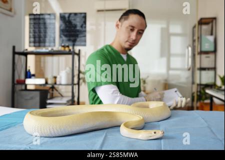 Examining Albino Python in Veterinary Clinic Setting Stock Photo