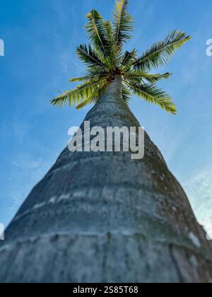 Palm Tree Viewed from the Trunk with Blue Sky. A photo of a palm tree taken from its trunk, highlighting the green leaves with a vibrant blue sky. Stock Photo