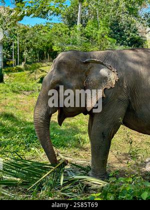 Asian Elephant Eating Bamboo in a Sanctuary in Phuket. An Asian elephant eating bamboo in an elephant sanctuary in Phuket, Thailand. Stock Photo