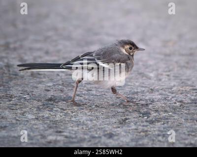 Portrait of Wagtail walking on the ground against a city street blurred background Stock Photo