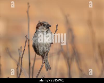 House sparrow close-up sitting on a branch on a sunny day Stock Photo