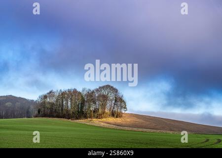 A serene countryside scene featuring a group of trees on a hilltop under a dramatic sky gradient. Stock Photo
