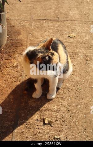 cats being playful and curious Stock Photo