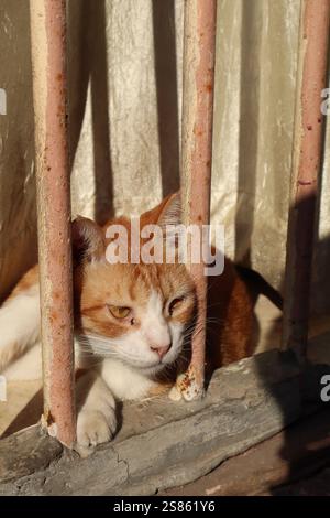cats being playful and curious Stock Photo