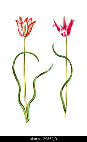 Damen-Tulpe, Damentulpe, Variation der Tulpe, Tulipa clusiana, Historisch, digital restaurierte Reproduktion von einer Vorlage aus dem 19. Jahrhundert Stock Photo