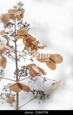 Beautiful winter dried bracts of Hydrangea paniculata shrub Stock Photo