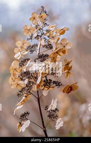 Abstract image of Hydrangea, dried Seed/flower heads in a winter garden Stock Photo