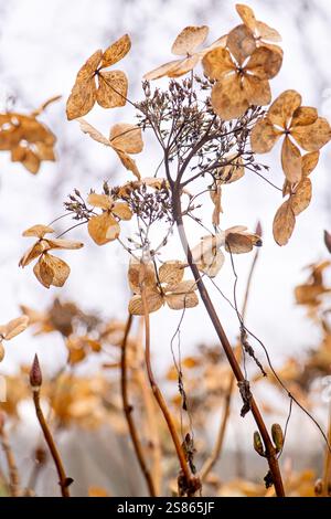 Abstract image of Hydrangea, dried Seed/flower heads in a winter garden Stock Photo