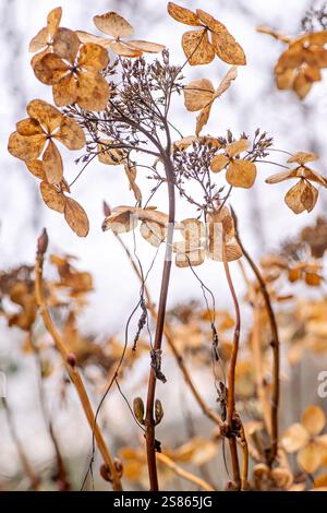 Abstract image of Hydrangea, dried Seed/flower heads in a winter garden Stock Photo