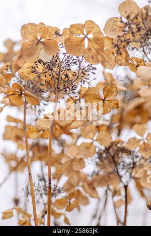 Abstract image of Hydrangea, dried Seed/flower heads in a winter garden Stock Photo