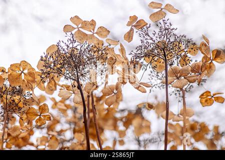 Abstract image of Hydrangea, dried Seed/flower heads in a winter garden Stock Photo