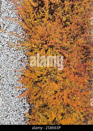 Light gray stone gravel pattern. Vibrant orange leaves pattern. Contrasting patterns of vibrant leaves and light-colored gravel Stock Photo