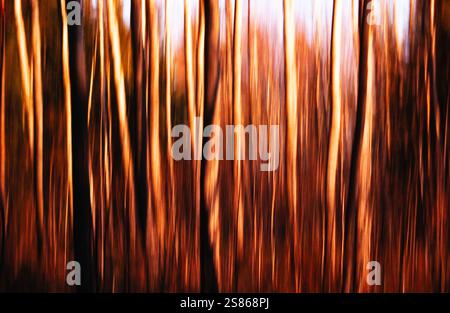 Blurry tree stems Stock Photo