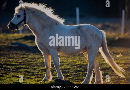 Icelandic horse Stock Photo