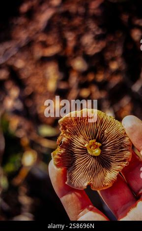 Hand hollding a mushroom Stock Photo