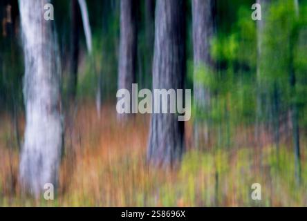 Blurry tree stems Stock Photo