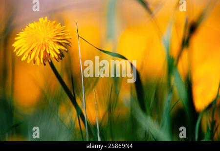 Dandelion Stock Photo