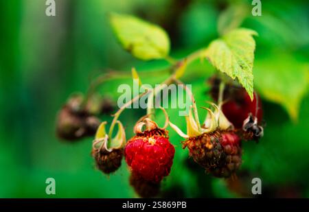 Wild raspberry Stock Photo