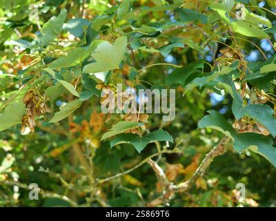 Maple field maple with winged nuts. A branch of a field maple adorned with vibrant autumn leaves and distinctive winged seeds. Stock Photo