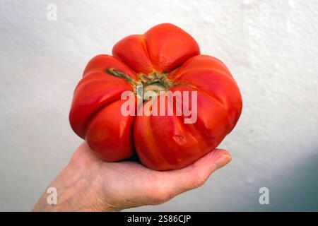 Spanish beefsteak tomato grown in southern Spain, handheld. Andalucia, Spain Stock Photo