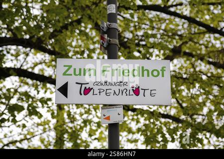Goenningen tulip blossom, sign to the cemetery, signpost, writing, letters, old tradition, custom, custom, tulip show, Tulip Sunday at the foot of the Stock Photo