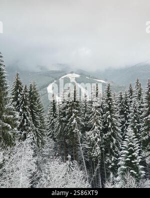 Tops of snow covered pine trees in the mountains. Ski resort with few ski slopes in mountain forest in the background. Stock Photo