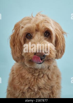 A Labradoodle licks its nose while looking towards the camera, with a light blue background behind it. Stock Photo