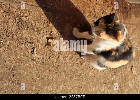 cats being playful and curious Stock Photo