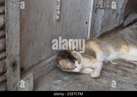 cat sleeping on the street Stock Photo