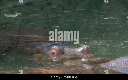 close up of hippo's  relaxing Stock Photo