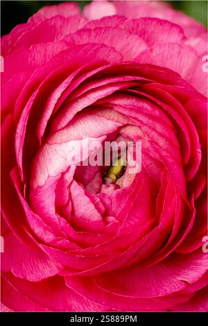 Close-up of a pink ranunculus in full bloom: A top-down close-up of the intricate layers of petals Stock Photo
