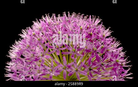 Still-life close-up of an allium flower seen against a black background. Stock Photo