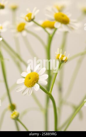 Close-up of Feverfew flowers against an off-white background. Stock Photo